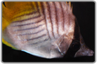 Auriga Butterflyfish